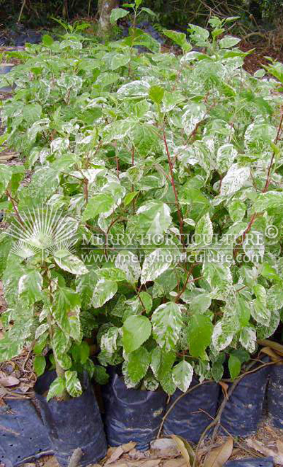 Hibiscus rosa-sinensis 'Cooperi '